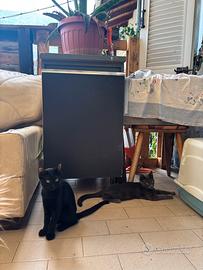 Regalasi gattini