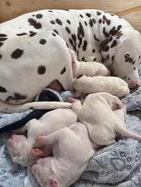 Cuccioli dalmata BIANCO FEGATO con pedigree