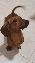 BASSOTTI FULVO 4Kg E ARLECCHINO PEDIGREE X MONTA