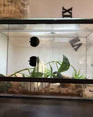 Terrario 50x30x30 come nuovo