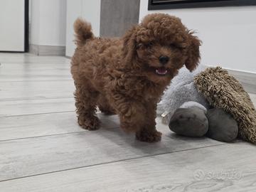 cucciolo di barboncino