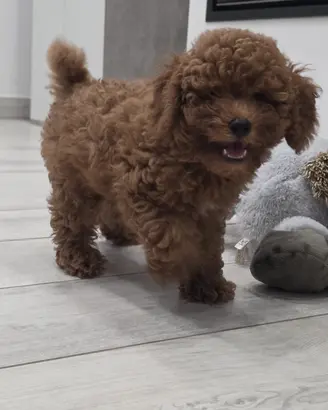 cucciolo di barboncino