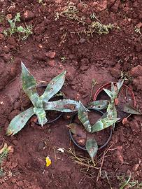 Agave americana