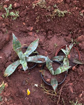 Agave americana