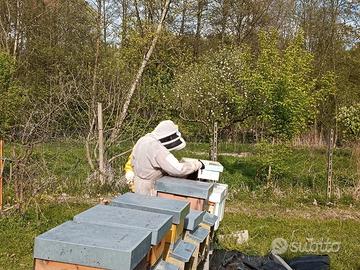 Nuclei api con cassettino in polistirolo