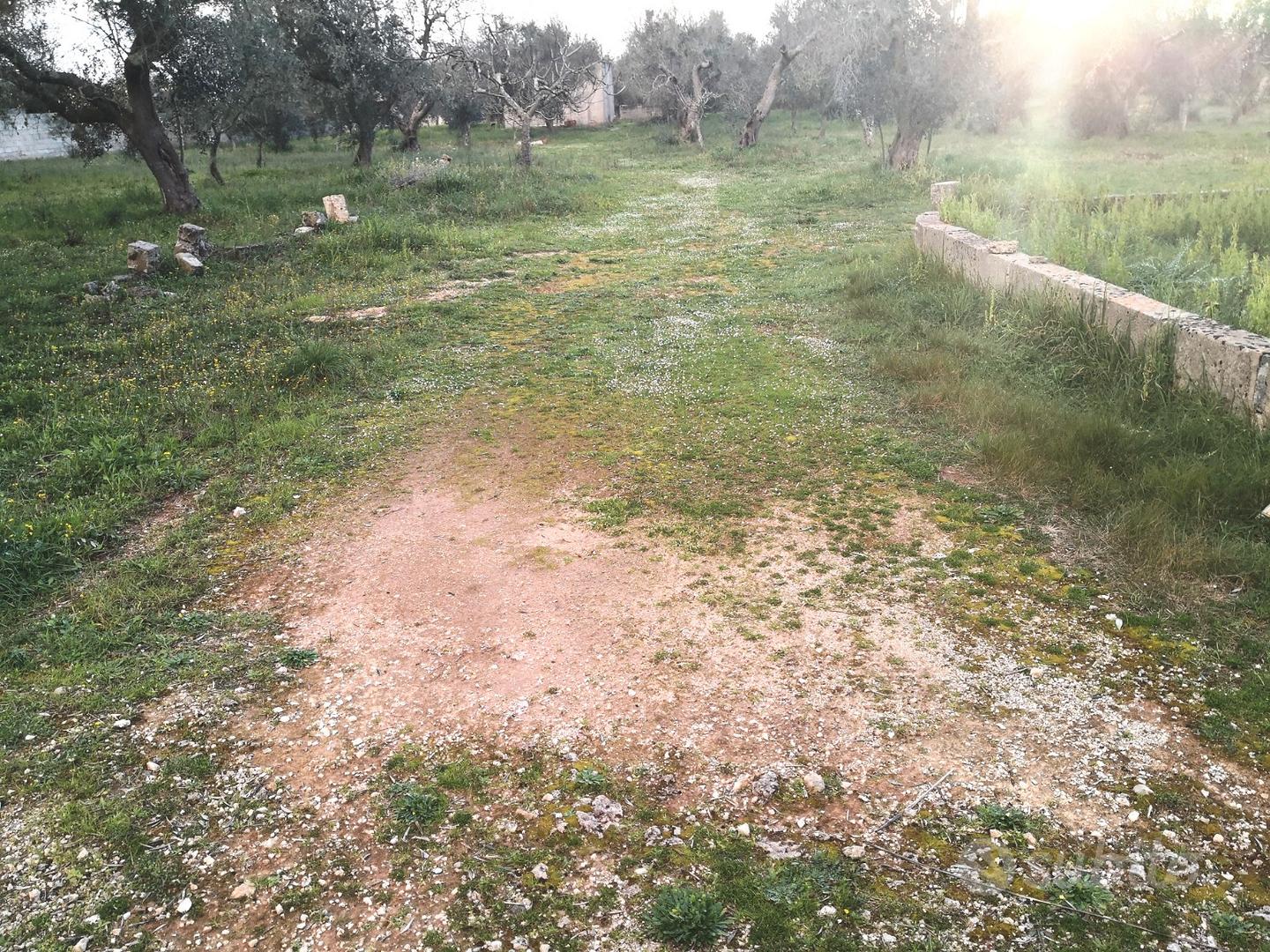 Tricase - Terreno con fabbricati e pajara - Vista 2