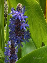 pontederia pianta laghetto