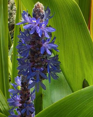 pontederia pianta laghetto