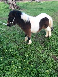 Mini pony maschio