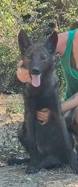 Cane lupo americano