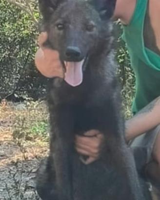 Cane lupo americano