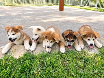 Akita inu