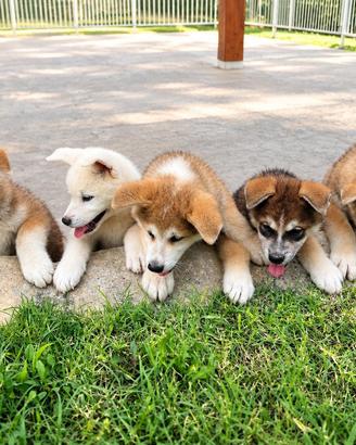 Akita inu