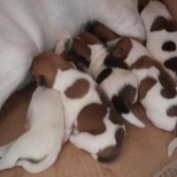 Cuccioli di Jack Russel