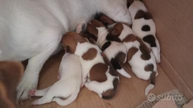 Cuccioli di Jack Russel