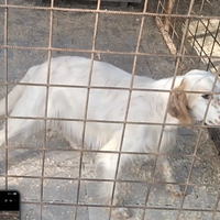 Cucciolona Setter Inglese