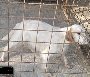 Cucciolona Setter Inglese