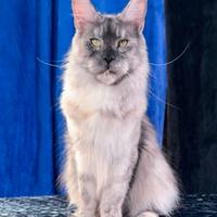 Maine coon