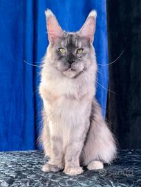 Maine coon