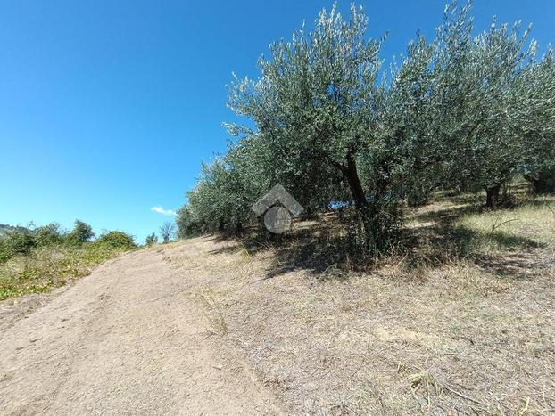 TER. AGRICOLO A PINETO