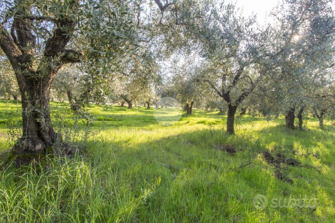 TER. AGRICOLO A PALOMBARA SABINA - Vista 3