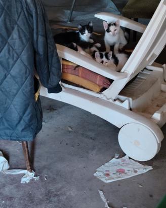 Gattini di due mesi
