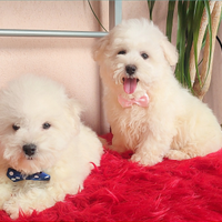 Adorabili Cuccioli Taglia PICCOLA e MEDIA Pedigree