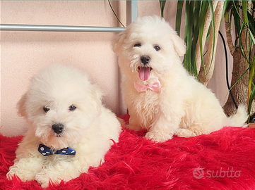 Adorabili Cuccioli Taglia PICCOLA e MEDIA Pedigree