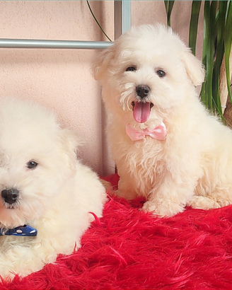 Adorabili Cuccioli Taglia PICCOLA e MEDIA Pedigree
