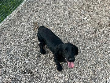 Vendita cucciolo cocker spaniel inglese