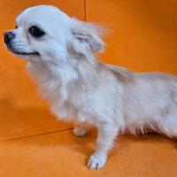 Chihuahua crema e bianci