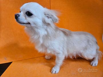 Chihuahua crema e bianci