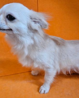 Chihuahua crema e bianco