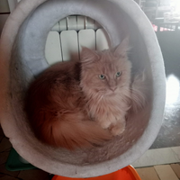 Maine Coon femmina 3 anni