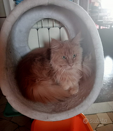 Maine Coon femmina 3 anni