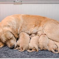 Cucciolata di Golden Retriever genitori TOP