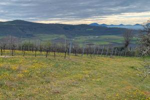 Terreni a vigneto e oliveti