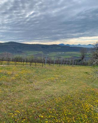 Terreni a vigneto e oliveti