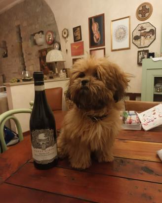 Maltipoo disponibile per Monte