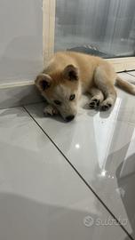 Animali