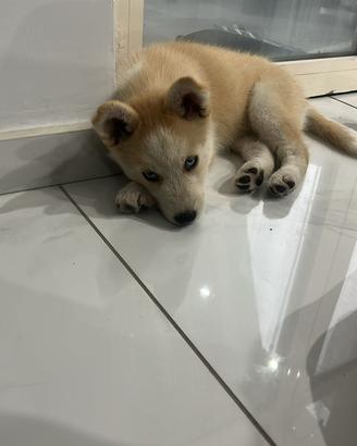 Animali