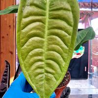 Anthurium Veitchii