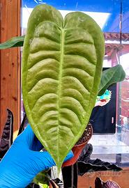 Anthurium Veitchii