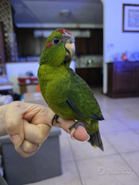 Kakariki allevato a mano