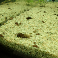 Lumache acqua dolce Acquario