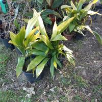 Piantine di giuggiole