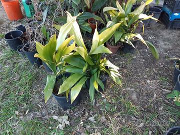 Piantine di giuggiole