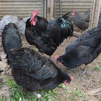 Galline e galli Australorp