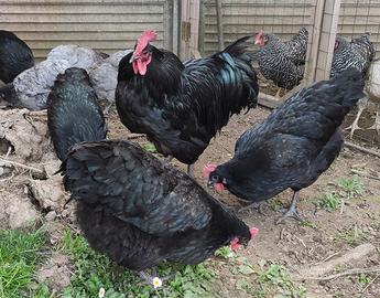 Galline e galli Australorp