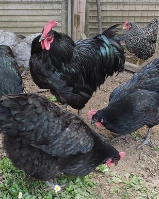 Galline e galli Australorp